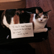 Image for article titled Confused Cats on Tumblr Don't Need Feminism Because They Are Cats
